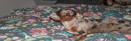 Miniature Dachshund dogs for sale: FOUR STUNNING MALES  - Advert 6