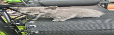 Gray girl 