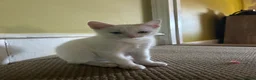 Mixed Breed cats for sale: x4 boy Kittens for sale - Advert 4