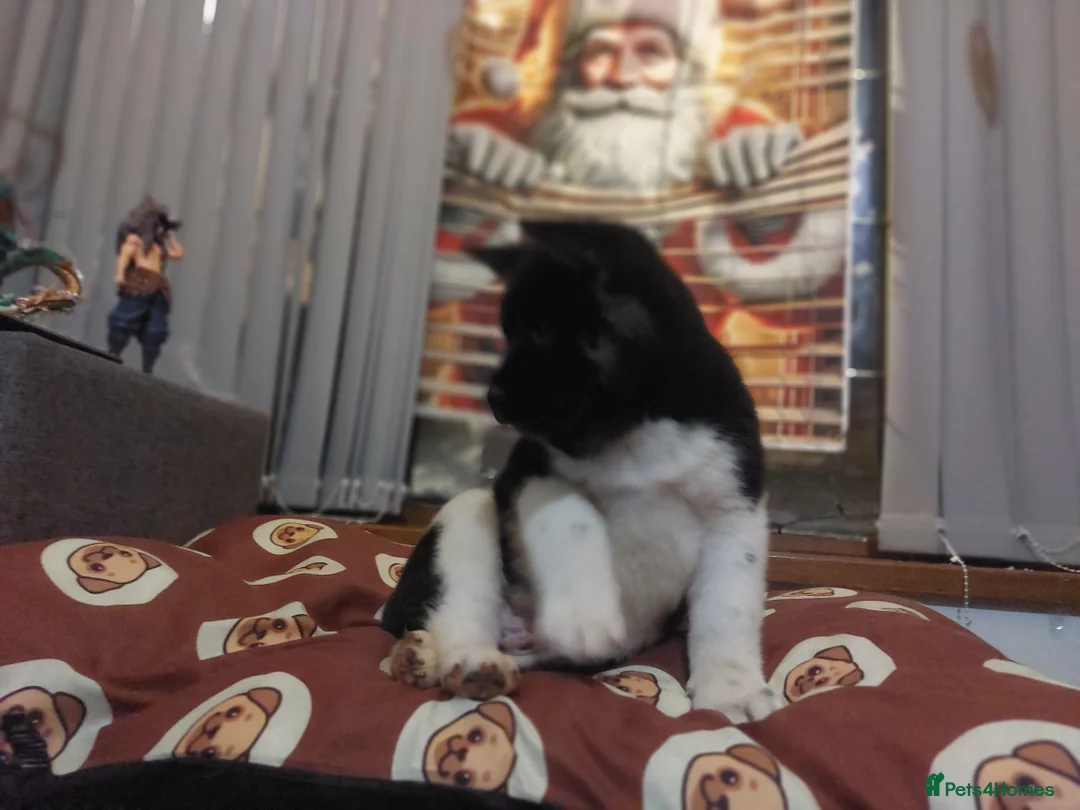 Akita dogs for sale: CHAMPION SHOW potential KC REG AKITA PUPPIES   - Advert 6