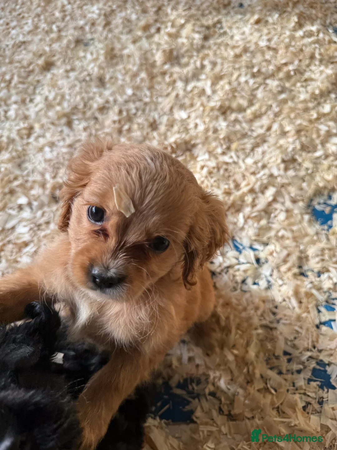 Mixed Breed dogs for sale: Lovely Cavapoos READY NOW apricot and black/white  - Advert 12