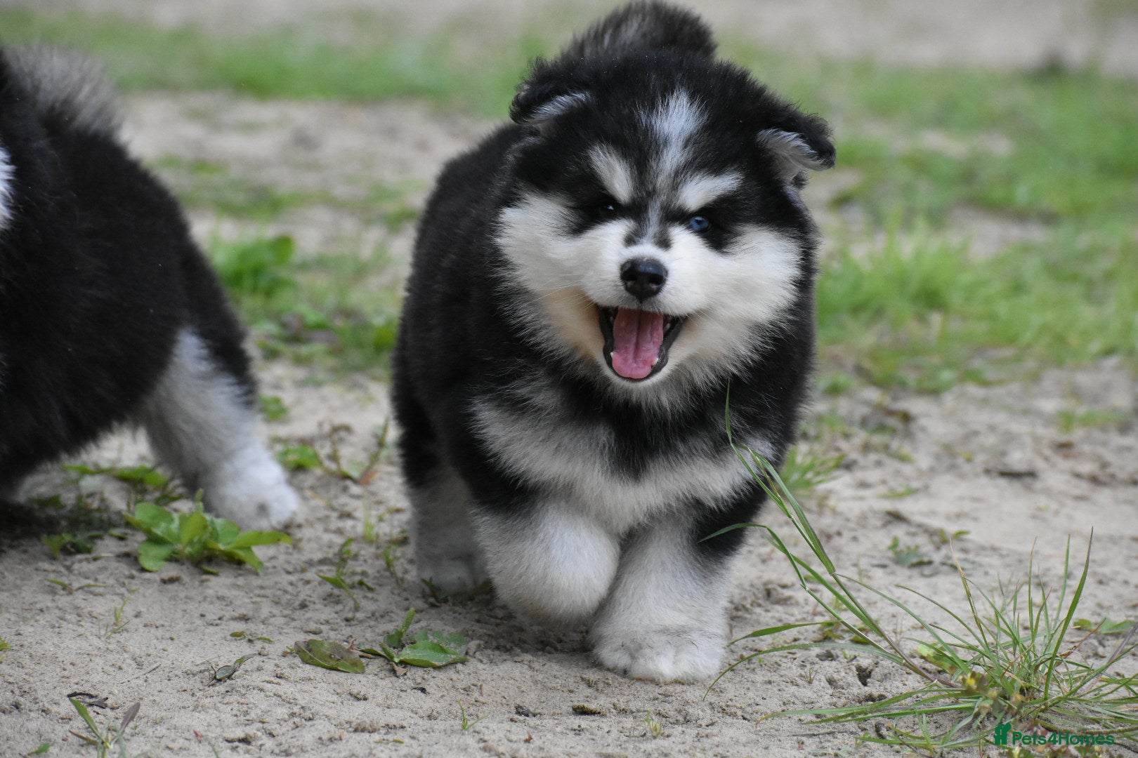 Pomsky dogs Genuine Pomsky puppies from health tested parents - Advert 1