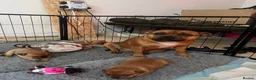 Staffordshire Bull Terrier dogs for sale: 3 female - Red Staffordshire puppies for sale - Advert 5