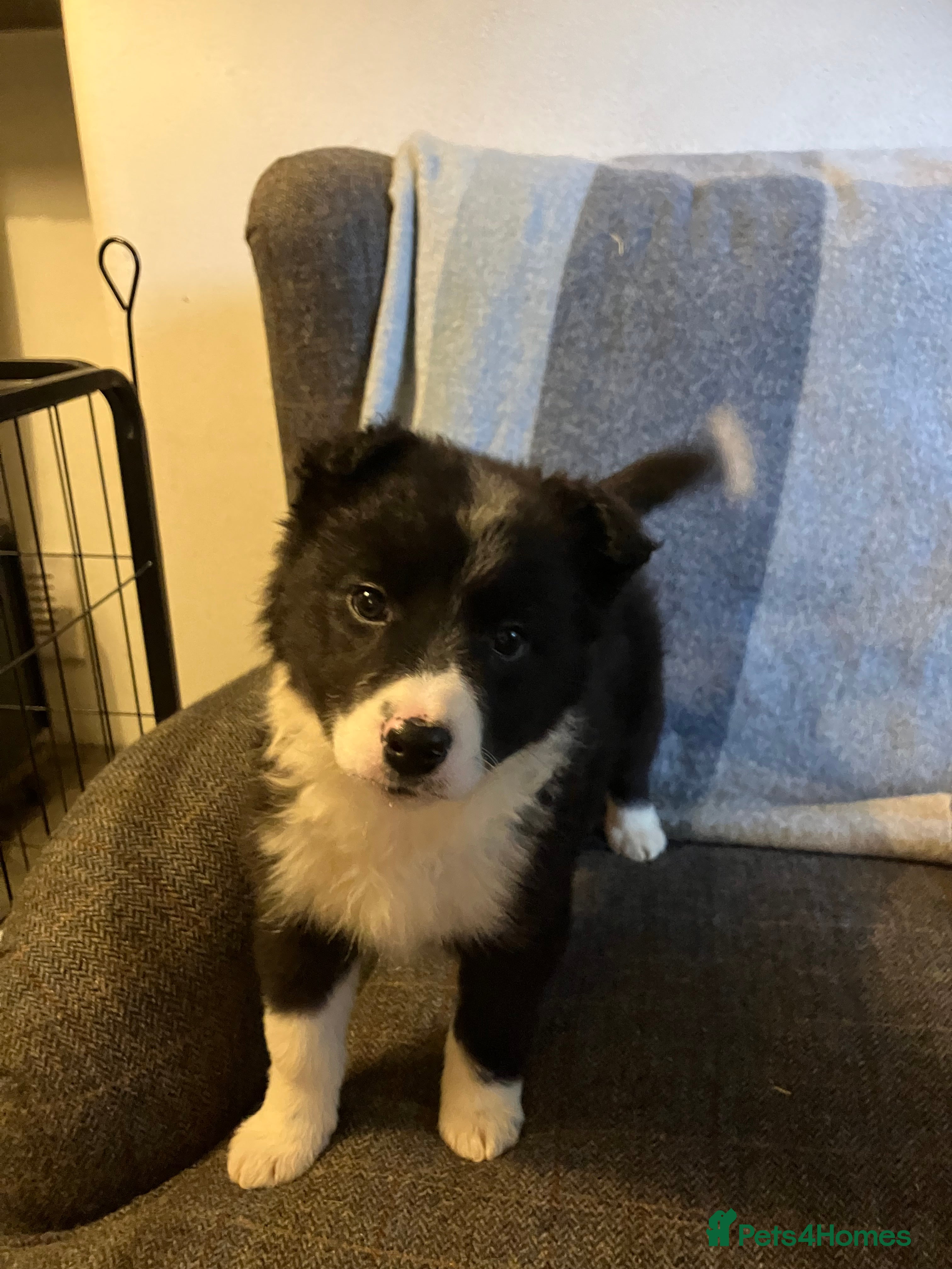 Border Collie dogs Border Collie Puppies  - Advert 18