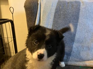 Border Collie dogs Border Collie Puppies - Advert 5