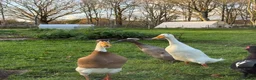 Ducks poultry for sale: Runner Duck Hatching Eggs x6 or x12 Available Now - Advert 4
