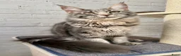 Maine Coon cats for sale: TICA Registered Pedigree Blue Silver Maine Coon - Advert 6