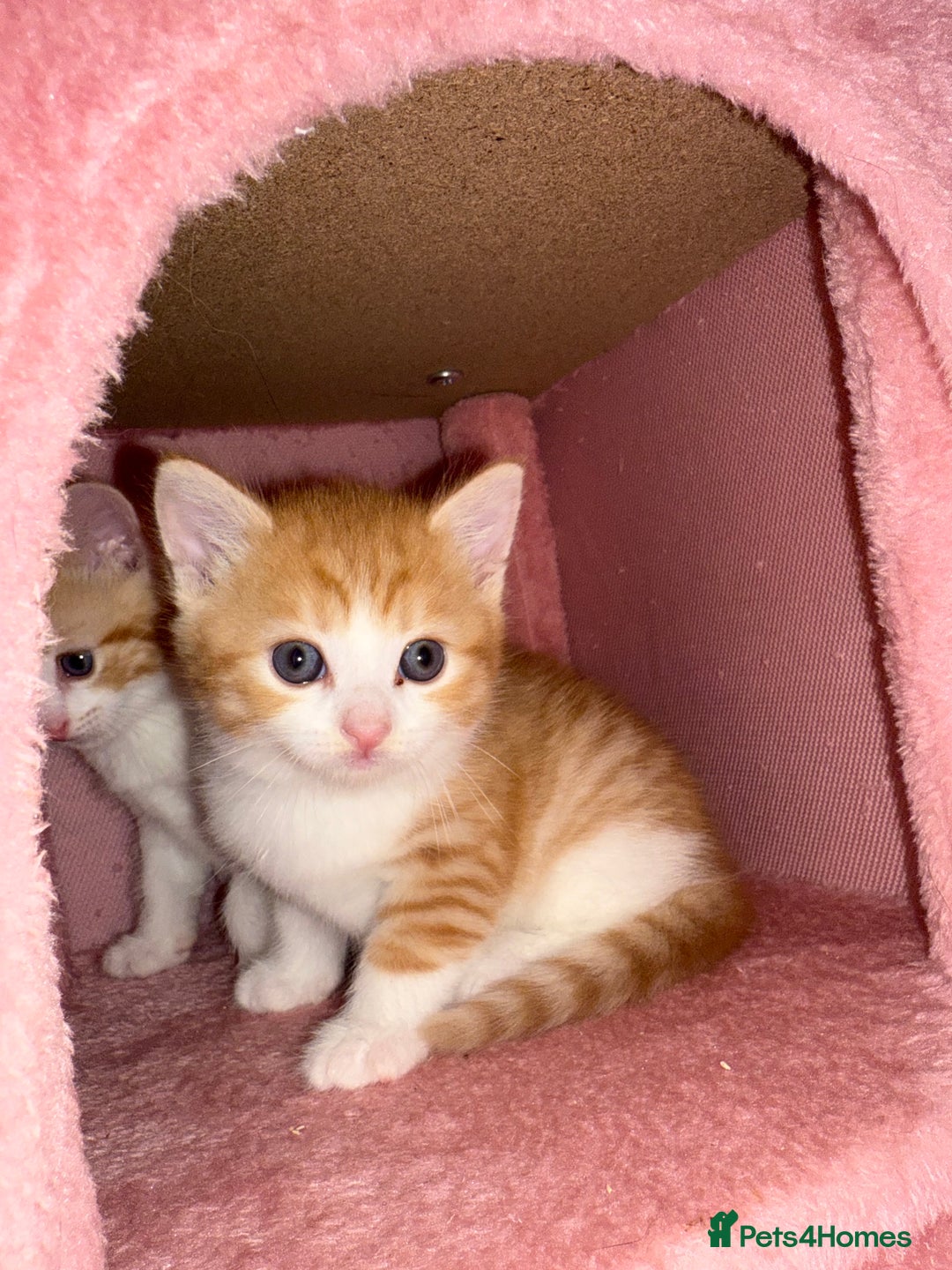 Mixed Breed cats for sale: 4 beautiful kitty’s for sale  - Advert 10