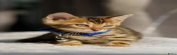 Bengal cats for sale: ONLY 4 LEFT - HEALTH/DNA TESTED BENGALS - Advert 27