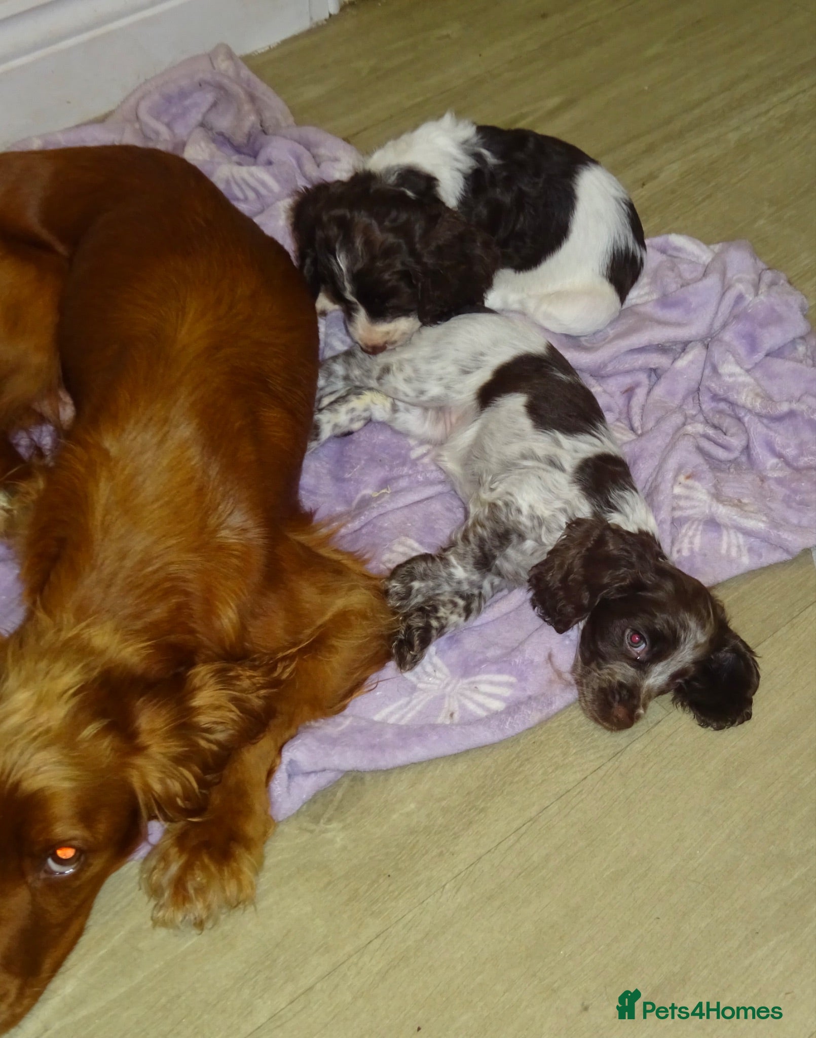 Cocker Spaniel dogs 4 Working Cocker Spaniel Puppies - Advert 18