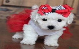 Bichon Frise dogs for sale:  Pure Breed Bichon Puppies for sale - Image 1