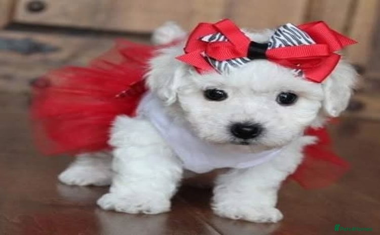 Bichon Frise dogs - Advert 1