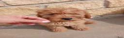 Cavapoo dogs for sale: 3 female cavapoo puppies available - Advert 10
