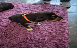 Mixed Breed dogs for sale: Collie x Kelpie Puppies ready to go 28th December  - Advert 10