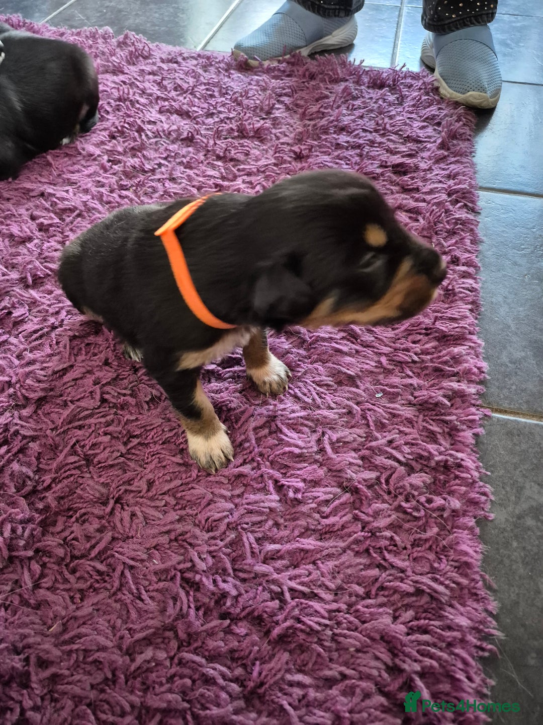 Mixed Breed dogs for sale: Collie x Kelpie Puppies ready to go 28th December  - Advert 10