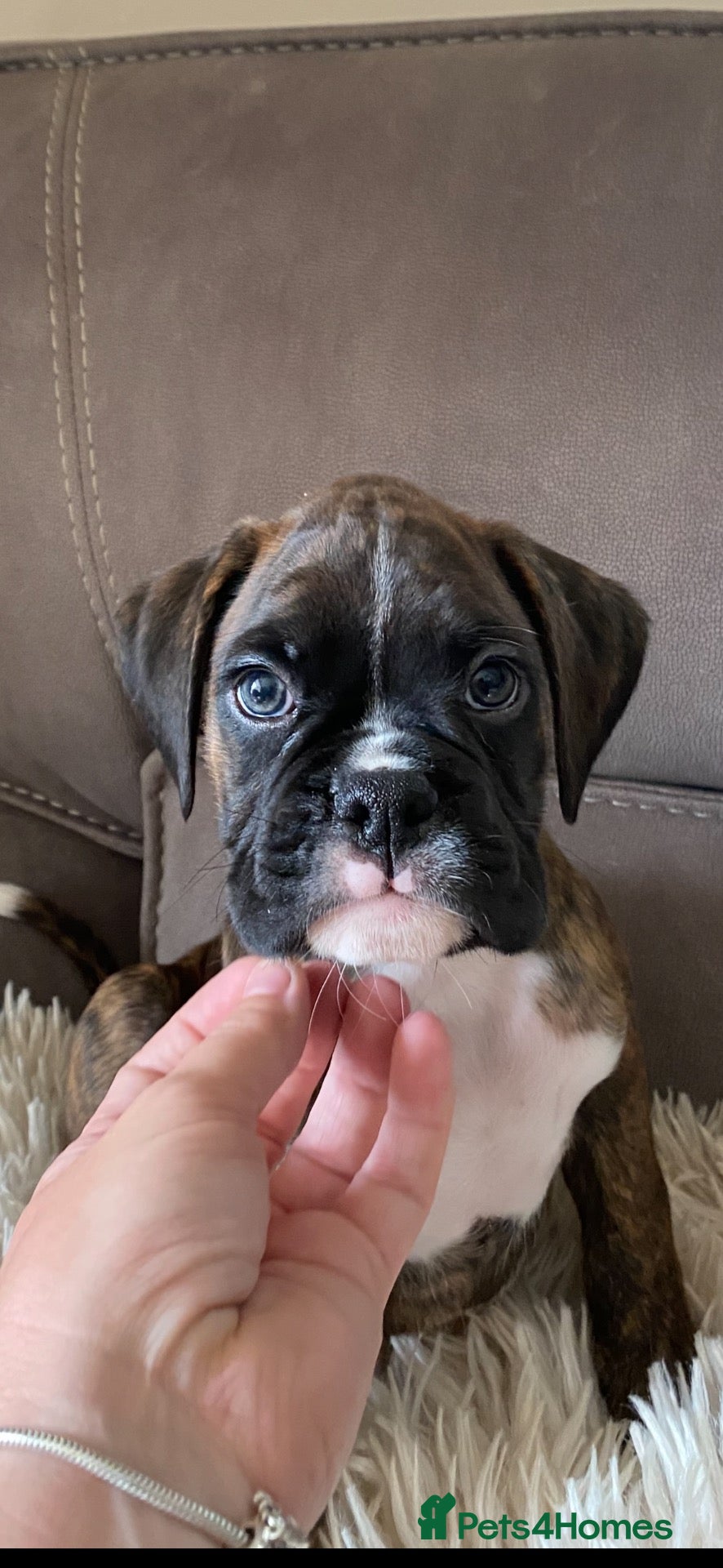 Boxer dogs KC Registered Boxer Puppies - health tested - Advert 2