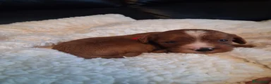 Cavapoo Puppy 5