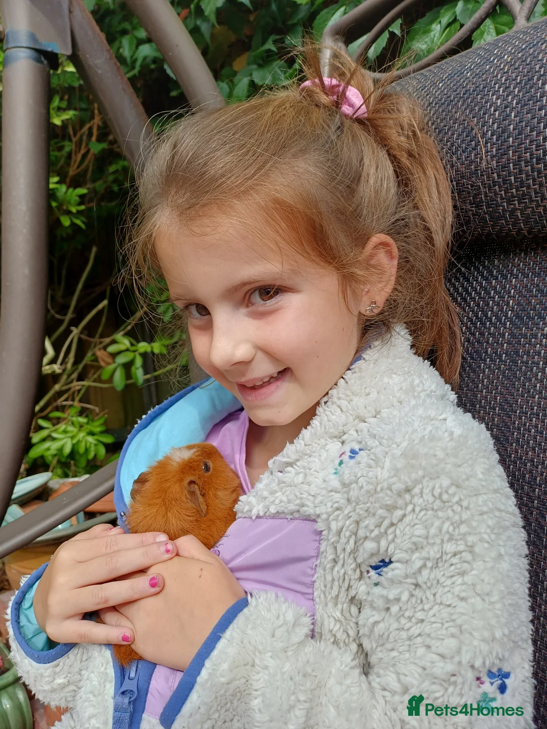 Guinea Pig rodents for sale: 3 bonded female Guinea pigs  in Havant - Advert 4