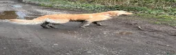 Goldador dogs for sale: Lottie 3 year old Goldador - Advert 3