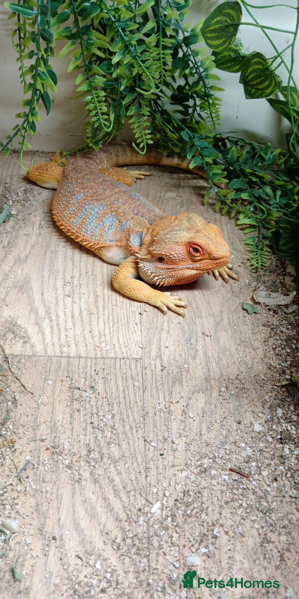 Bearded Dragon reptiles Male and female Bearded dragons - Advert 1