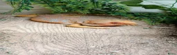 Bearded Dragon reptiles for sale: Male and female Bearded dragons in Taunton - Advert 1