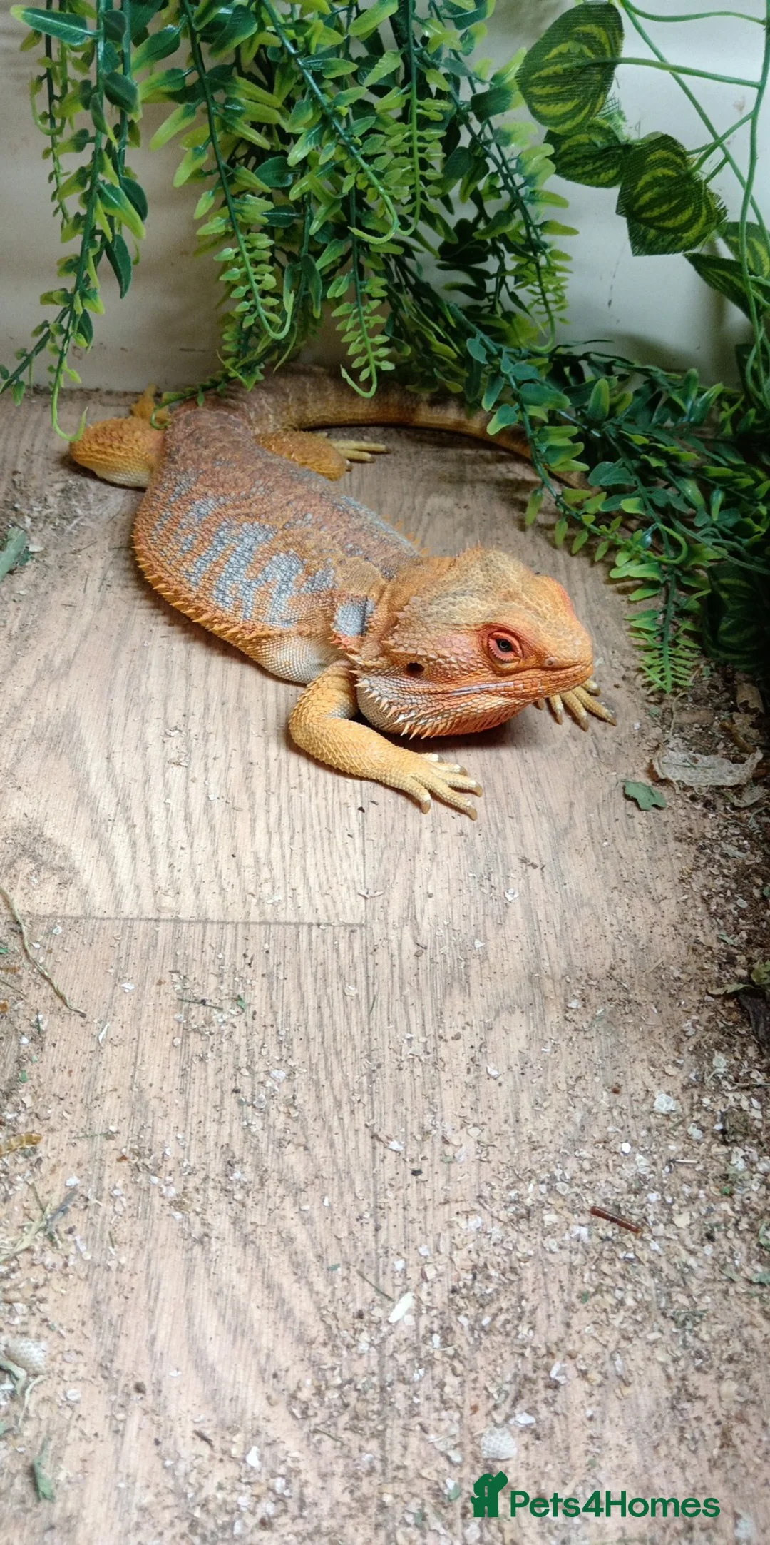 Bearded Dragon reptiles for sale: Male and female Bearded dragons in Taunton - Advert 1