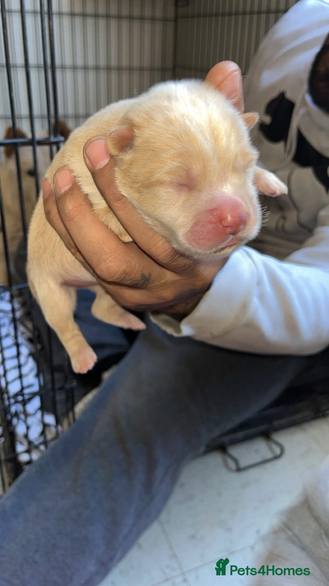 Chow Chow dogs for sale: Chow Puppies – Cream, Grey & Merle Available - Advert 13