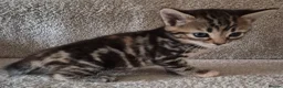 Mixed Breed cats for sale: 7 kittens for sale in Lincoln - Advert 5