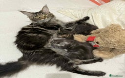 Maine Coon cats for sale: Maine coon - Image 26
