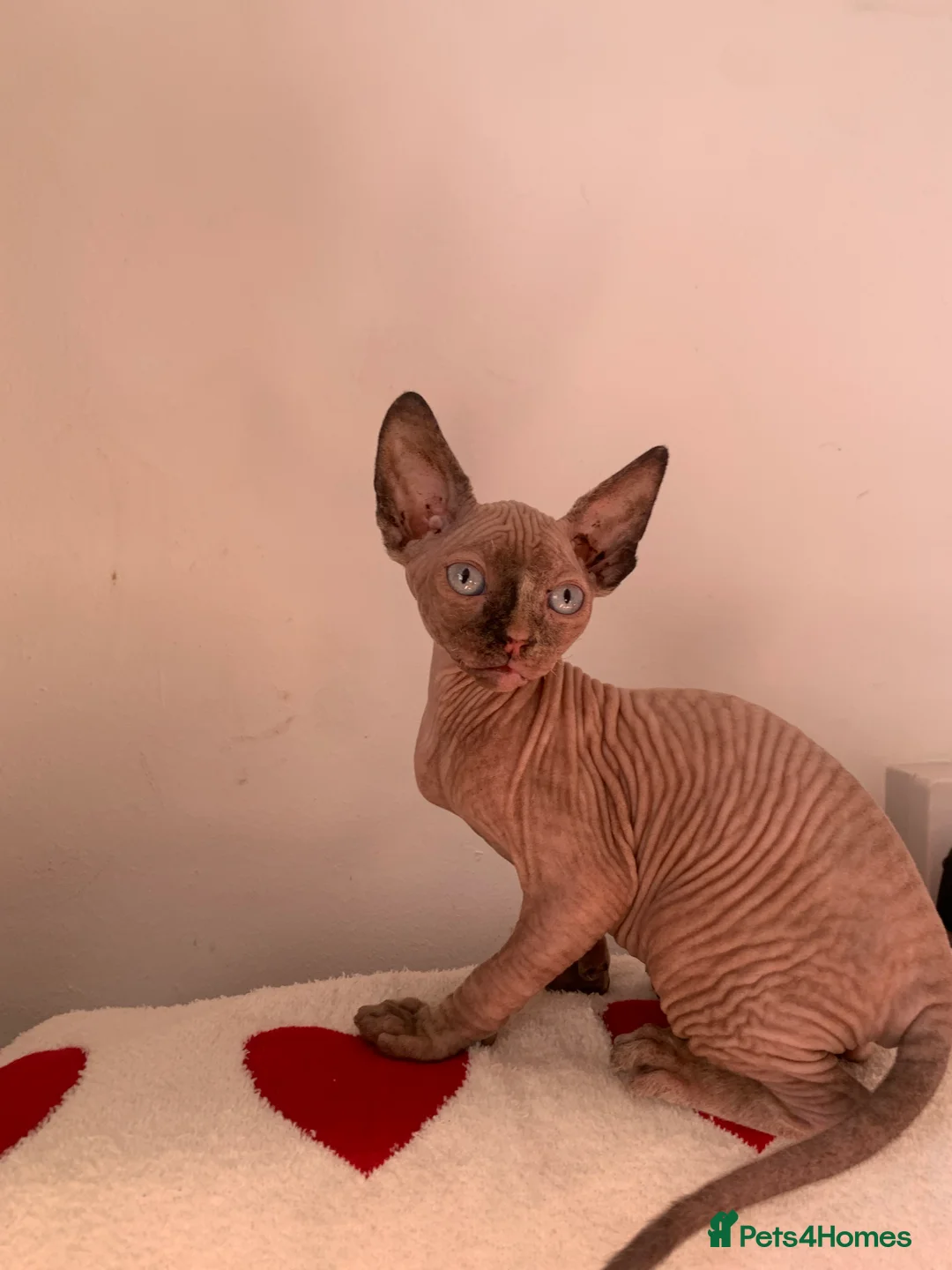 Sphynx cats for sale:  ** s sphynx babies - Advert 13