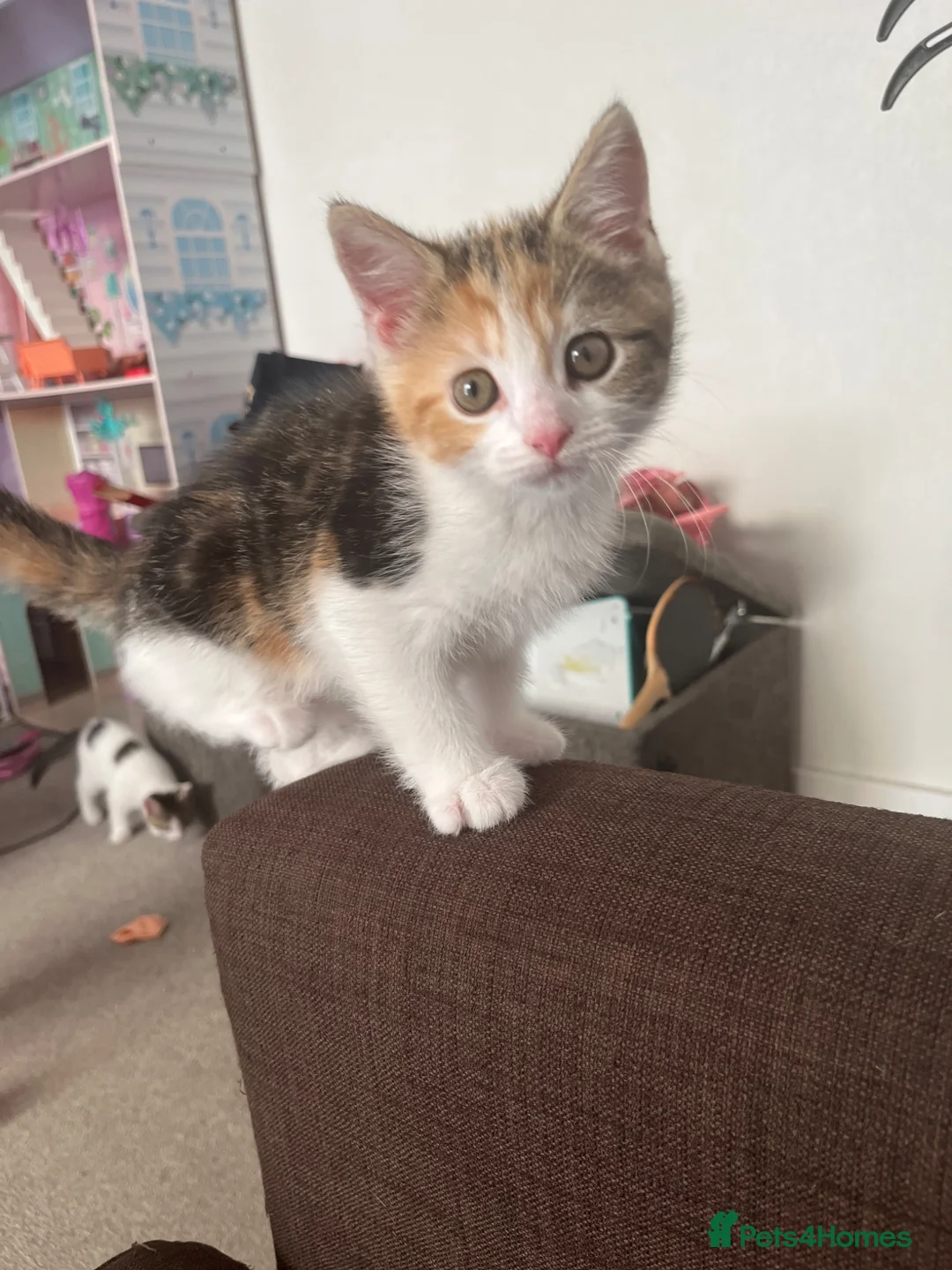 Mixed Breed cats for sale: Beautiful Girl  - Advert 2