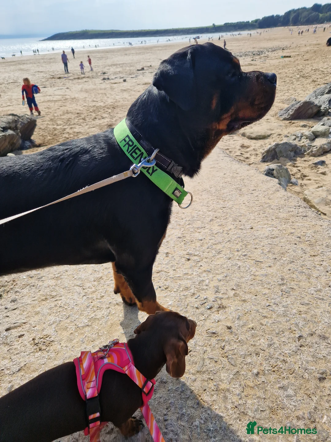 Rottweiler dogs for stud: Proven rottweiler stud NOT KC"d  - Advert 7