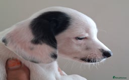 Mixed Breed dogs for sale: Jackapoo x cockerspaniel  - Image 8