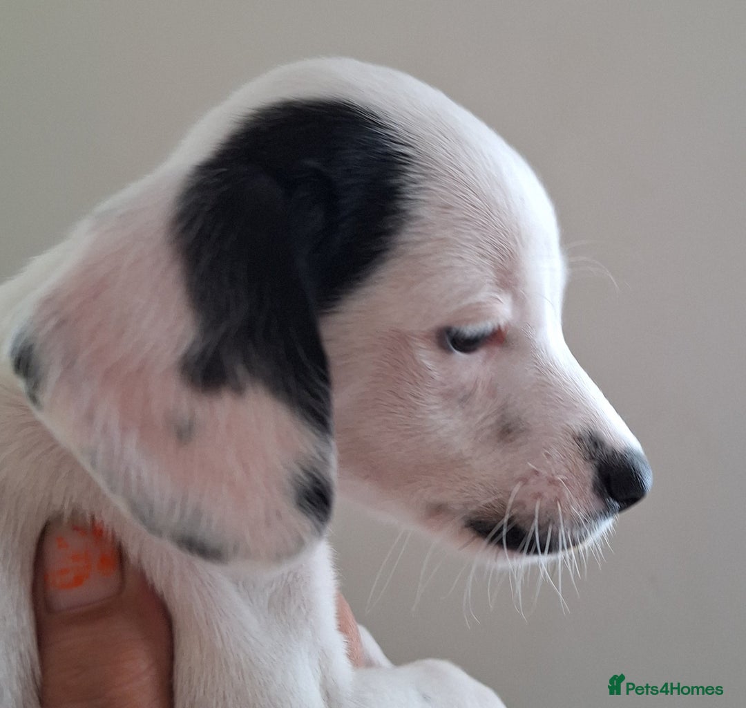 Mixed Breed dogs for sale: Jackapoo x cockerspaniel  - Image 8
