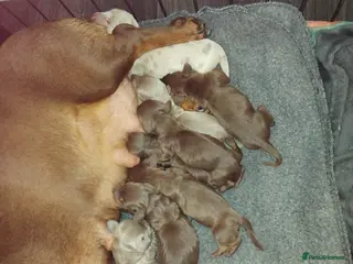 Dachshund dogs Bella - Advert 1