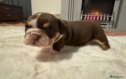 English Bulldog dogs for sale: 💖 5 Adorable English bulldog puppies 💖 - Image 19
