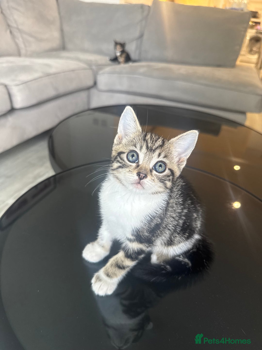 Mixed Breed cats for sale: Mixed Ragdoll / Tabby Adorable Kittens  - Image 16