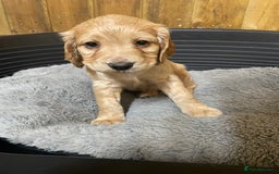 Cocker Spaniel dogs for sale: Beautiful Pedigree Cocker Spaniel’s  - Image 6