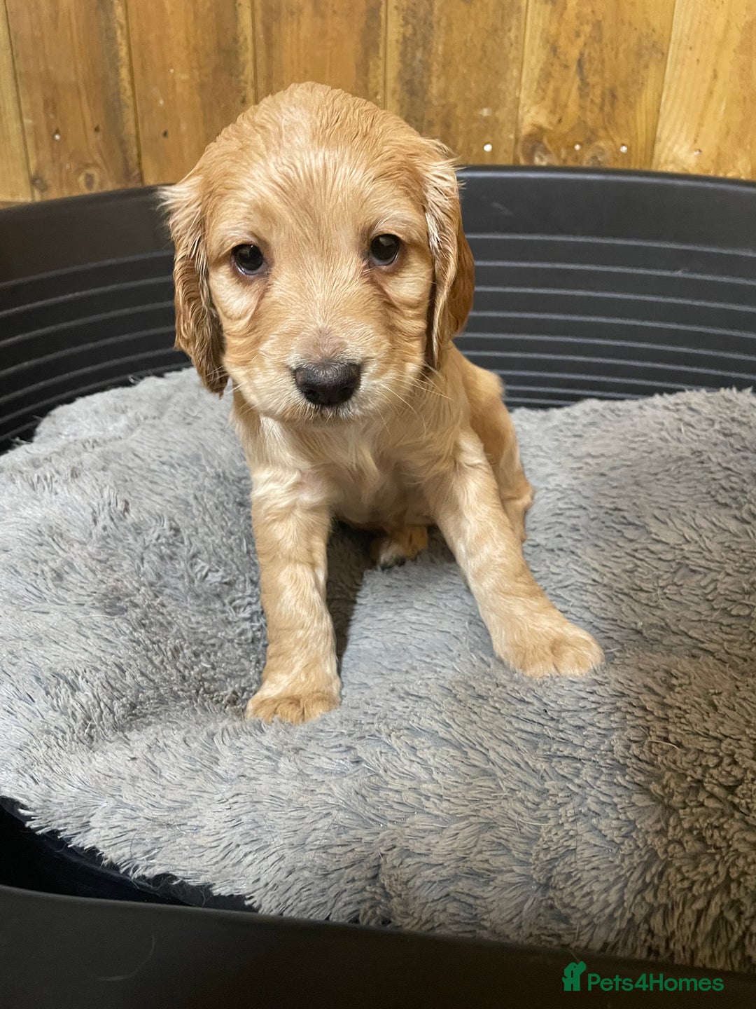 Cocker Spaniel dogs for sale: Beautiful Pedigree Cocker Spaniel’s  - Image 6