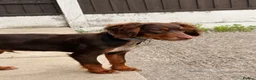 English Springer Spaniel dogs for sale: 5 month old male  - Advert 9