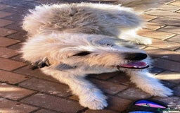 Mixed Breed dogs for adoption: Meet VICTOR - a superb big boy, for a Loving Home - Image 13