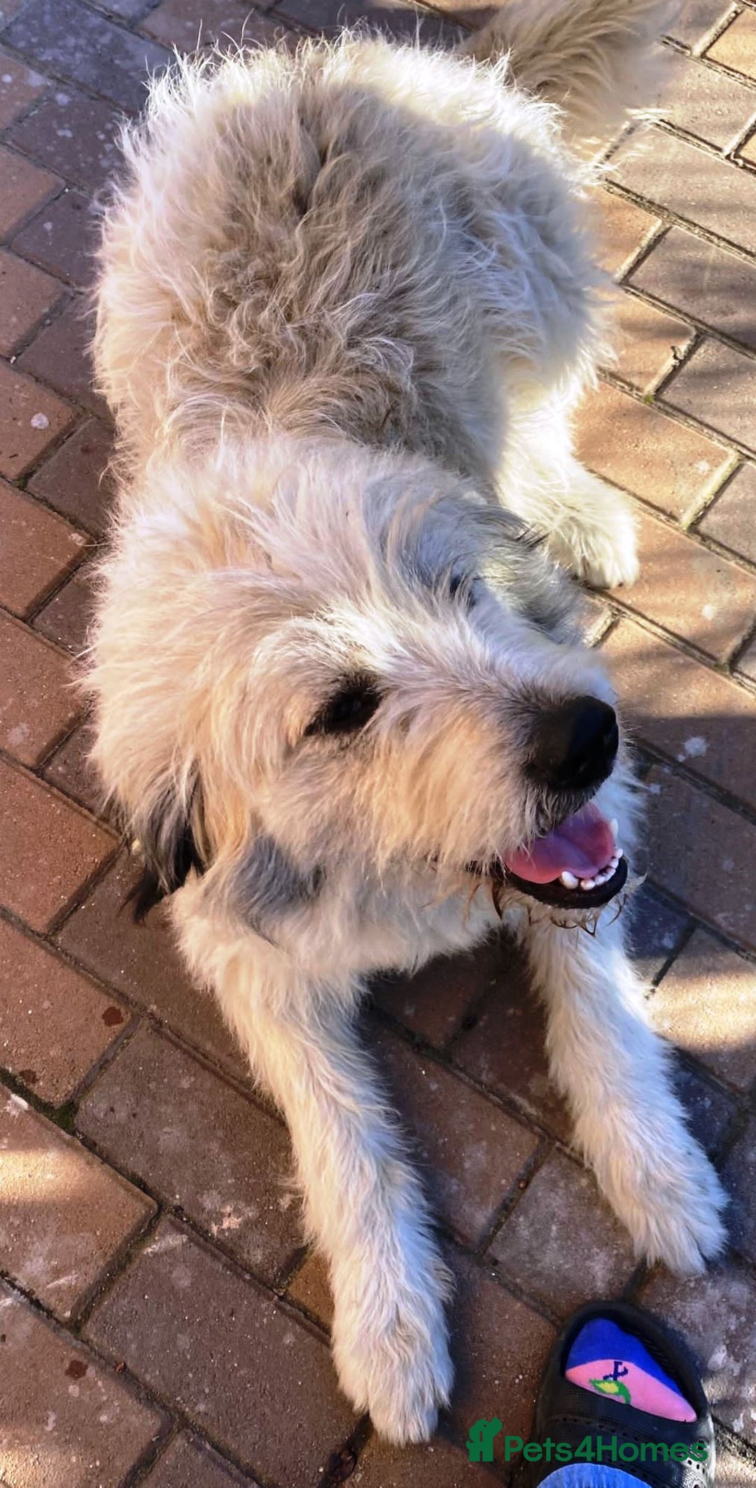 Mixed Breed dogs for adoption: Meet VICTOR - a superb big boy, for a Loving Home - Image 13