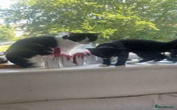 Mixed Breed cats for sale: Mum & Son for Adoption  - Image 1