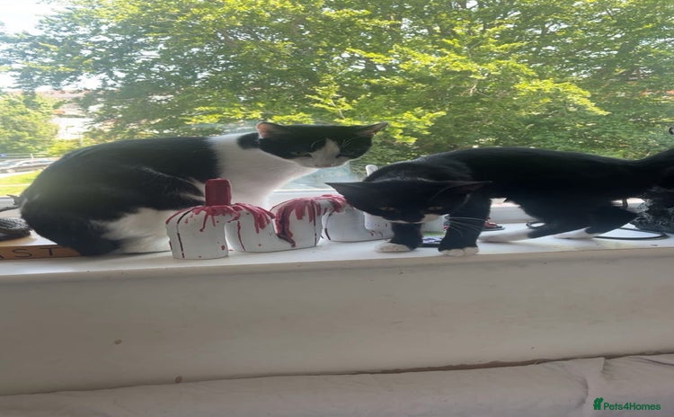 Mixed Breed cats for sale - Advert 4