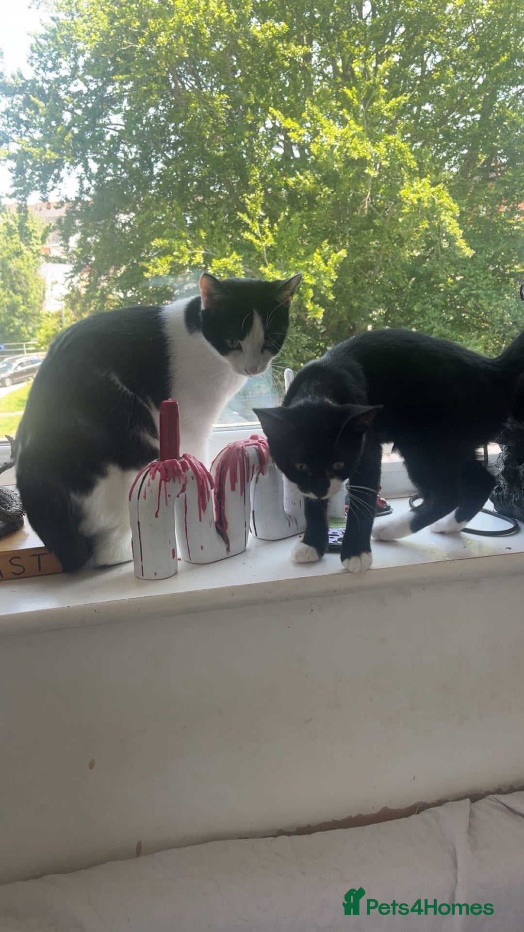 Mixed Breed cats for sale: Mum & Son for Adoption  - Image 1