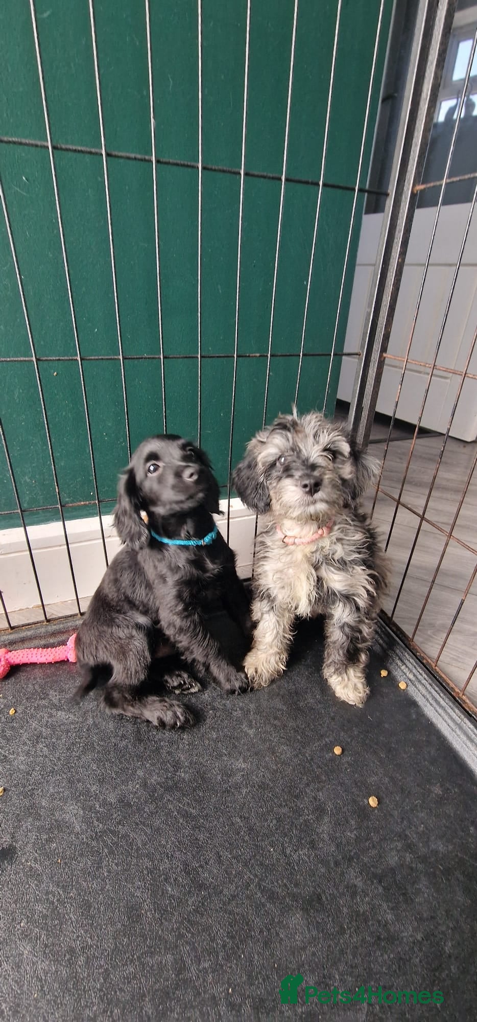Cockapoo dogs Cockapoo puppies for sale - Advert 18