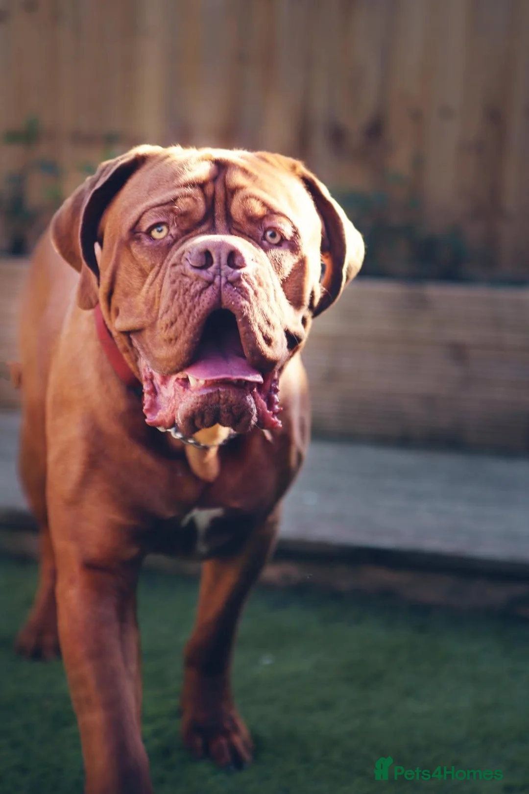 Dogue De Bordeaux dogs for stud: DOGUE DE BORDEAUX FOR STUD, KC REG  - Advert 2