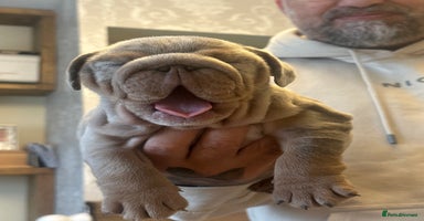 English Bulldog dogs - Advert 5