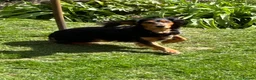 Cocker Spaniel dogs for sale: Working cocker spaniel pups - Advert 1