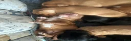 Cockapoo dogs for sale: Stunning cockapoo puppies  - Advert 16